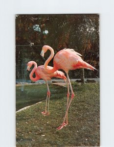 Postcard The Colorful Flamingos Are A Symbol For Florida, Parrot Jungle, Florida