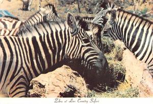 Zebra - Lion Country Safari