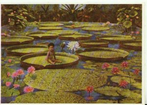 Germany Postcard - Botanischer Garten Munchen-Nymphenburg - Ref TZ7175