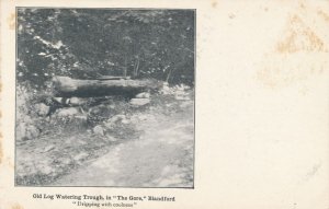 Blandford MA, Massachusetts - Old Log Watering Trough in The Gore - UDB