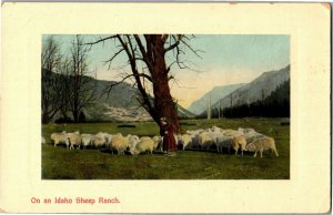 Sheep, Scene on an Idaho Sheep Ranch Vintage Postcard B80