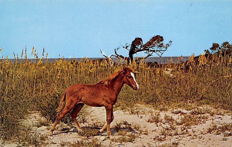 Wild Outer Banks Pony Ocracoke Island, North Carolina, USA Horse Unused 