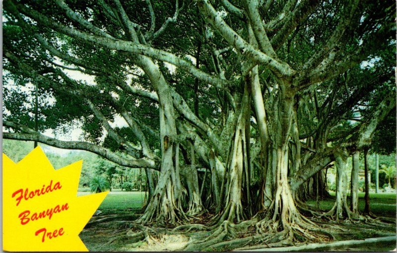 Florida The Banyan Tree