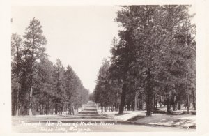 Arizona Through The Pines Of Kaibob Forest Real Photo