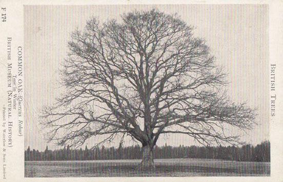 Common Oak Tree in Winter Quercus Robur British Museum Vintage Trees Postcard