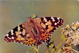 Painted lady native of north Africa Butterflies Unused 