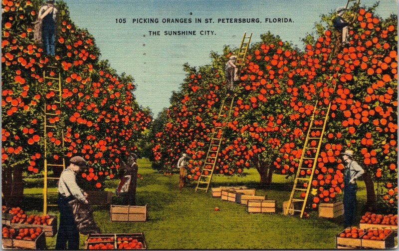Picking Oranges St Petersburg Florida FL Sunshine City Linen Postcard PM Cancel 