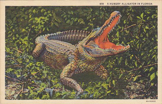 A Hungry Alligator In Florida Curteich