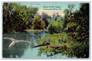c1910's Home Of The Gator Forest Groves Bird Ocklawaha River Florida FL Postcard
