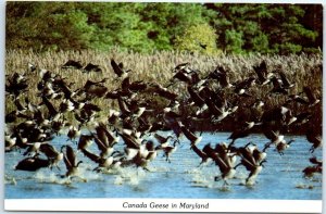 Postcard - Canada Geese in Maryland