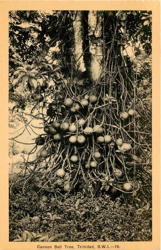 Vintage Postcard Cannon Ball Tree BWI British West Indies Caribbean Trinidad 