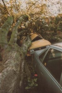 Car Crash By Chestnut Tree Westcliffe On Sea Essex Hurricane Disaster Postcard