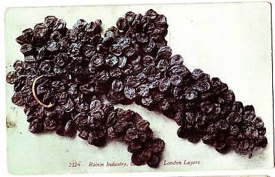 1912 RAISIN Industry Postcard California London Layers!