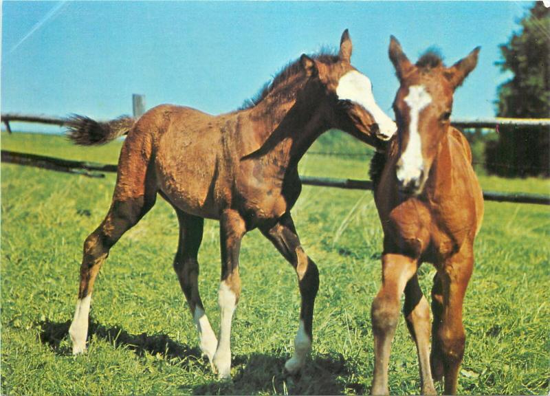 Animals topic postcard foal colt horses