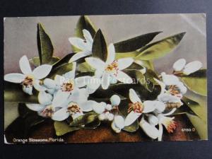 USA: Florida, Orange Blossoms - Old Postcard Pub by Cochrane Co