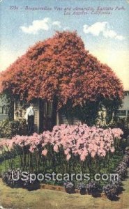 Bougainvillea Vine, Eastlake Park - Los Angeles, California CA  