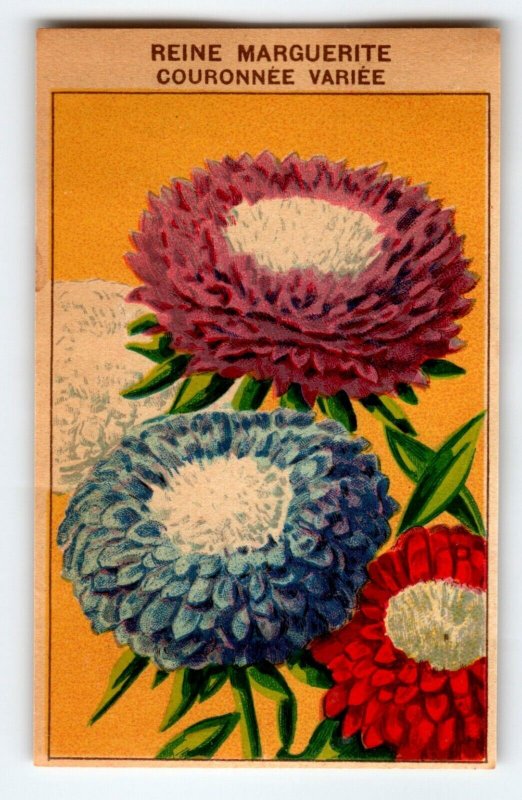 1920's Flower Seed Art Print REINE MARGUERITE Lithograph Original Vintage Unused