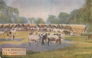 Ceylon, Tea Wagons, Wagen mit Lipton Tee old postcard