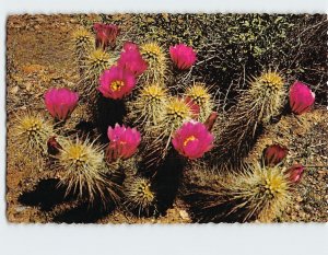 Postcard Strawberry Hedgehog Cactus