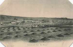 São Manoel Brazil~Coffee Drying Yard~1900s Guilh. Greensly Postcard