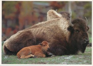 Grand Teton National Park WY, Wyoming - Mother Bison and Calf