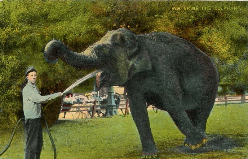 Watering the Elephant
