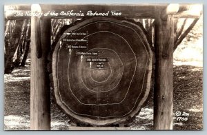 RPPC  The History of the California Redwood Tree   Postcard