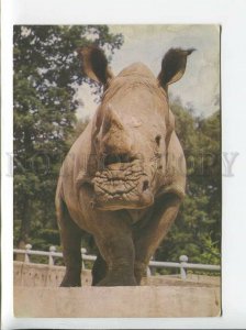 3179386 rhinoceros old postcard