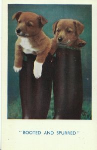Animal Postcard - Two Dogs - Booted and Spurred   5514