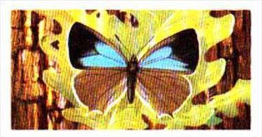 Brooke Bond Tea British Butterflies No 38 Purple Hairstreak