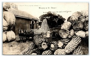 RPPC Exaggerated Missouri Farm Corn Cabbage Pumpkins Real Photo Comic Postcard