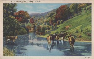 A Washington Dairy Herd Old USA Farming Postcard