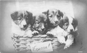 G8/ Animal Postcard RPPC Real Photo Basket of Dogs Express 12