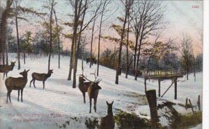 Iowa Des Moines Elk At Greenwood Park