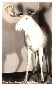 Vintage Postcard 1920's Albino Moose University of Alaska Museum Animal RPPC