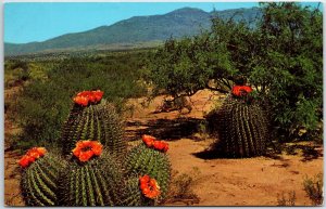 VINTAGE POSTCARD BARREL CACTUS ON THE DESERT PETLEY c. 1960s