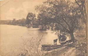 Cow standing in the water at the edge of the lake Unknown Location Country Sc...