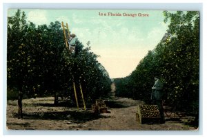 c1910s Man Using a Ladder, Crate with Orange In a Florida Orange Grove Postcard