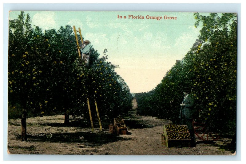 c1910s Man Using a Ladder, Crate with Orange In a Florida Orange Grove Postcard