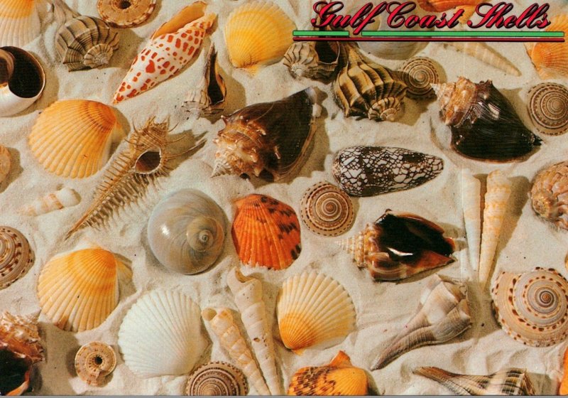 Gulf Coast Sea Shells