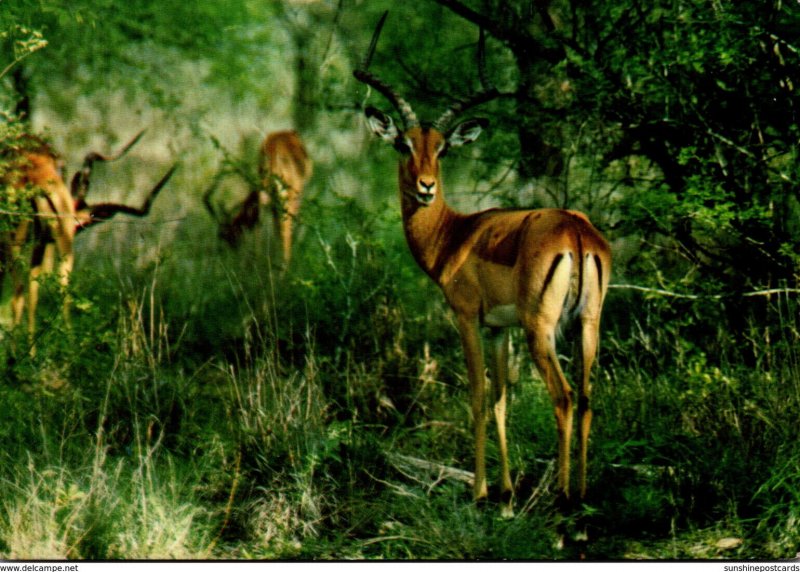 South Africa Dainty Impala