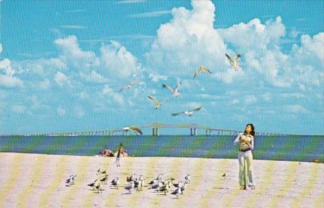 Florida St Petersburg Fort De Soto Park Feeding The Sea Gulls