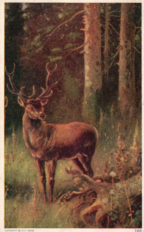 ?Vintage Postcard 1911 Deer Wild Forest Animal Painting Artwork