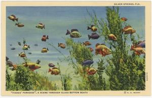 Fishes Paradise - Silver Springs Florida FL - c. 1935 Pos...
