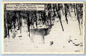1940 Warren Pennsylvania Postcard Deer Natural Kane Sheffield Youngsville Linen