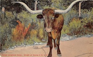 Texas Longhorn Steer Texas, USA Cow Writing on back 