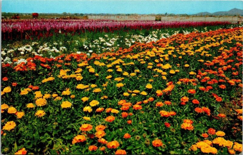 Japanese Flower Gardens Phoenix Arizona Scenic Landscape Chrome Postcard 