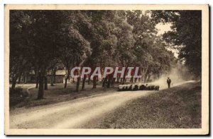 Old Postcard From The Landes Gascony On dusty roads Shepherd Sheep