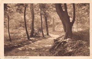 A207 Netherlands 1917 Domburgsche Bosschen Forest vintage postcard