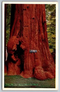 Vintage California Postcard - Big Tree Jumbo - Santa Cruz - 1928